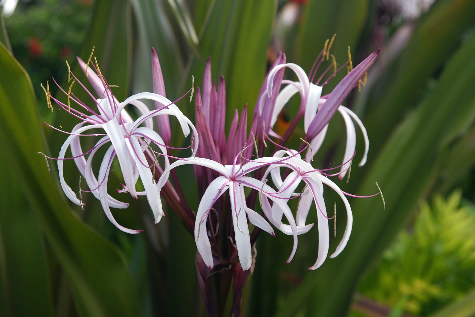 Crinum-Lilie giftig oder toxisch: Sind Crinum-Lilien sicher zu züchten?