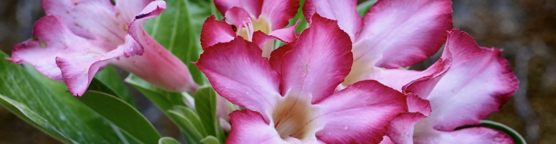 Adenium-boehmianum-Wachstum-und-Pflege.jpg