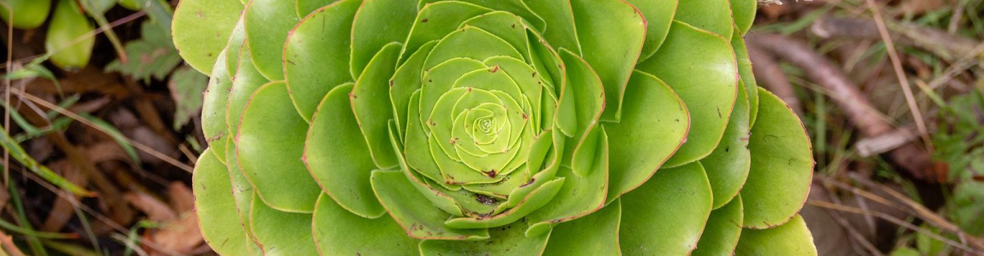 Aeonium-Arboreum-Anbau-und-Pflege.jpg