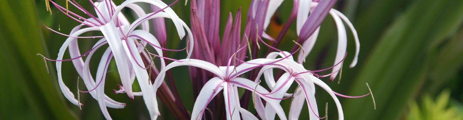Crinum-Lilie-giftig-oder-toxisch-Sind-Crinum-Lili.jpg