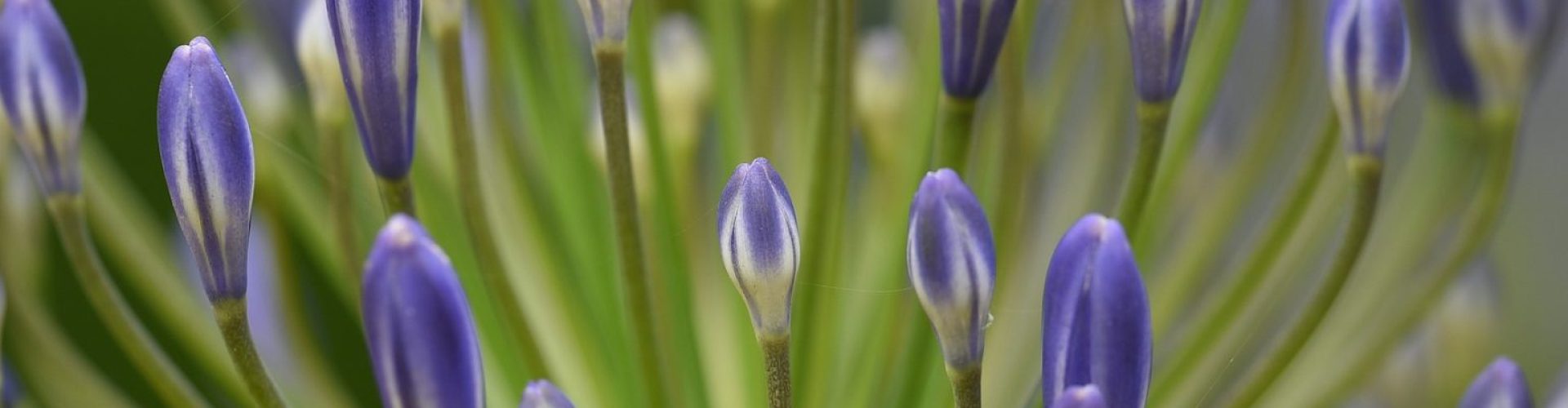 Teilung-von-Agapanthus-Pflanzen-Wie-man-Nil-Lilie.jpg