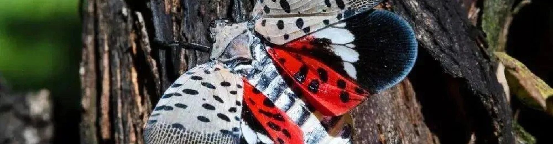 Wie-Sie-einen-Befall-mit-der-Gefleckten-Lanternenf.jpg