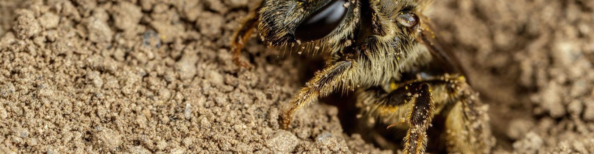 Wie-man-Erdbienen-loswird-7-Naturliche-Losungen.jpg